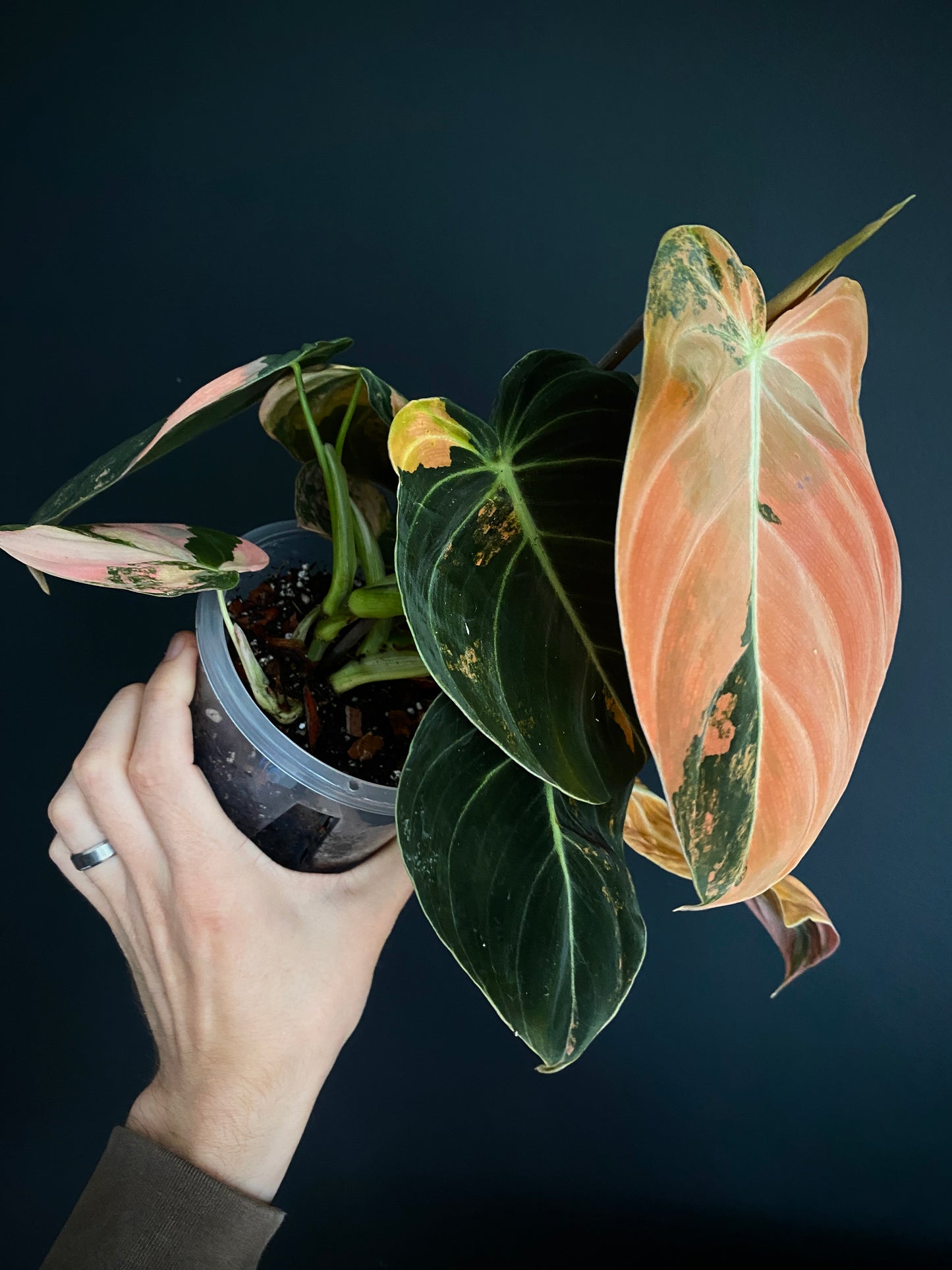 Philodendron Melanochrysum Orange variegata | 12 cm pot [C]