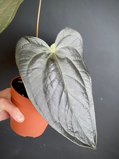 Anthurium Queen of Hearts | 12 cm pot (A)