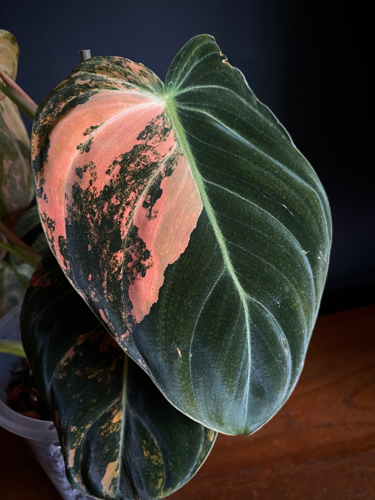 Philodendron Melanochrysum Orange variegata | 12 cm pot [A]