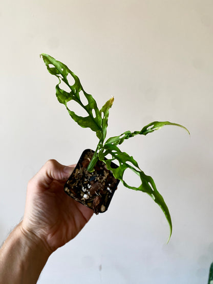 Monstera Obliqua Peru | 6 cm pot