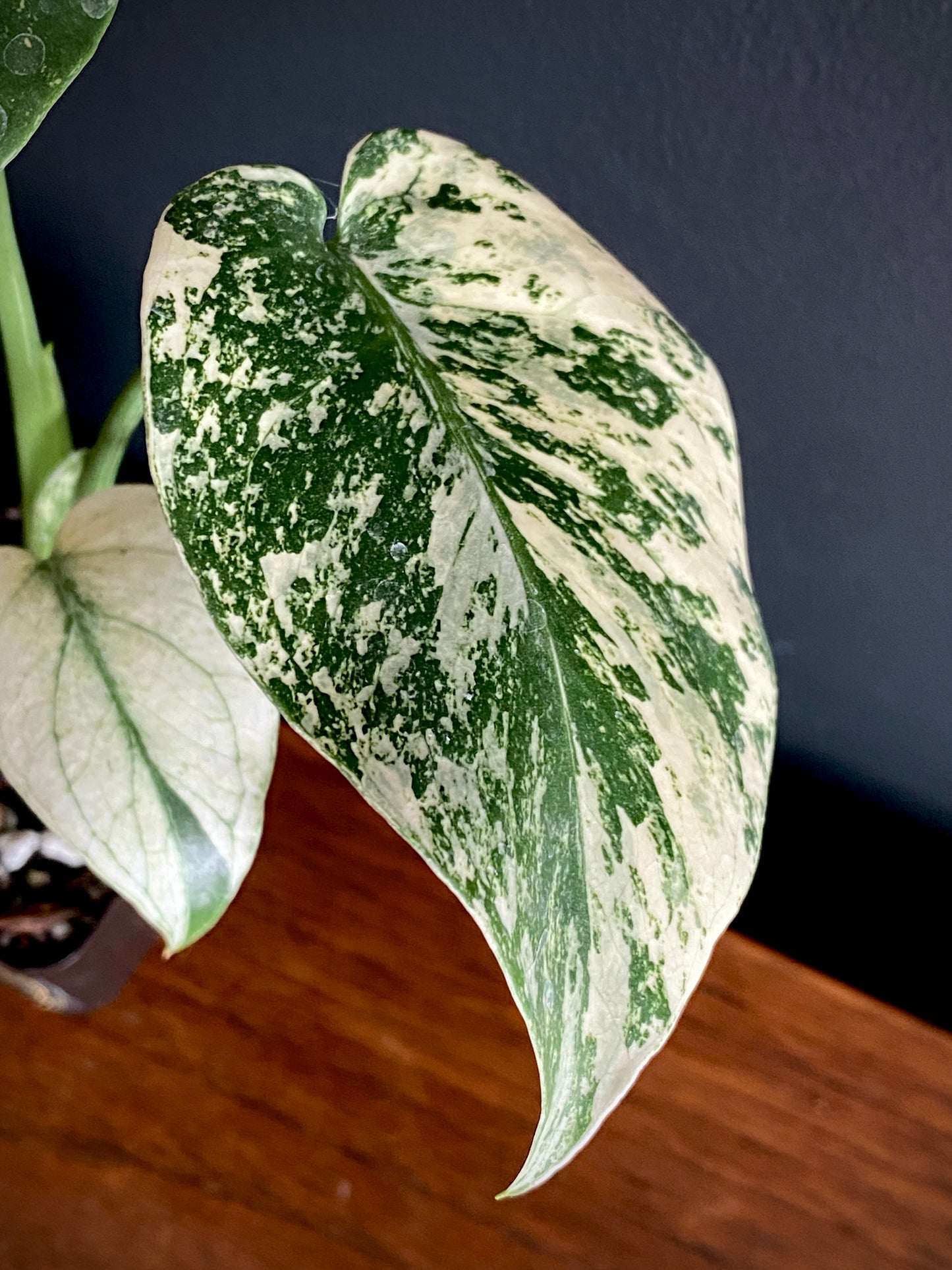 Monstera Deliciosa Mint variegated | 7 cm pot (B)