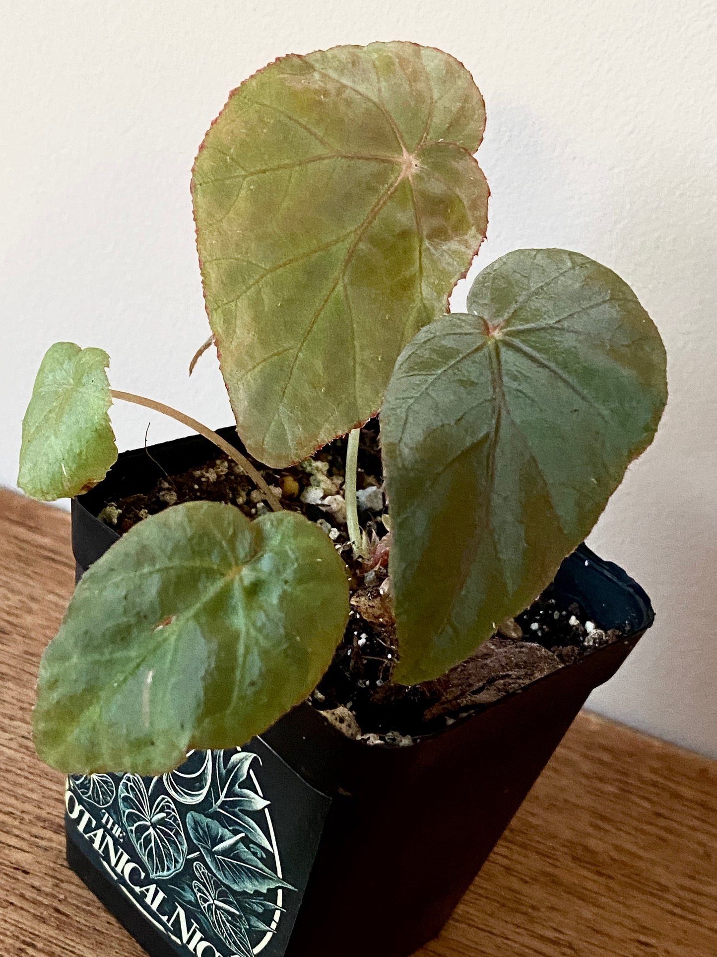 Begonia Pavonina | 6 cm pot [A]
