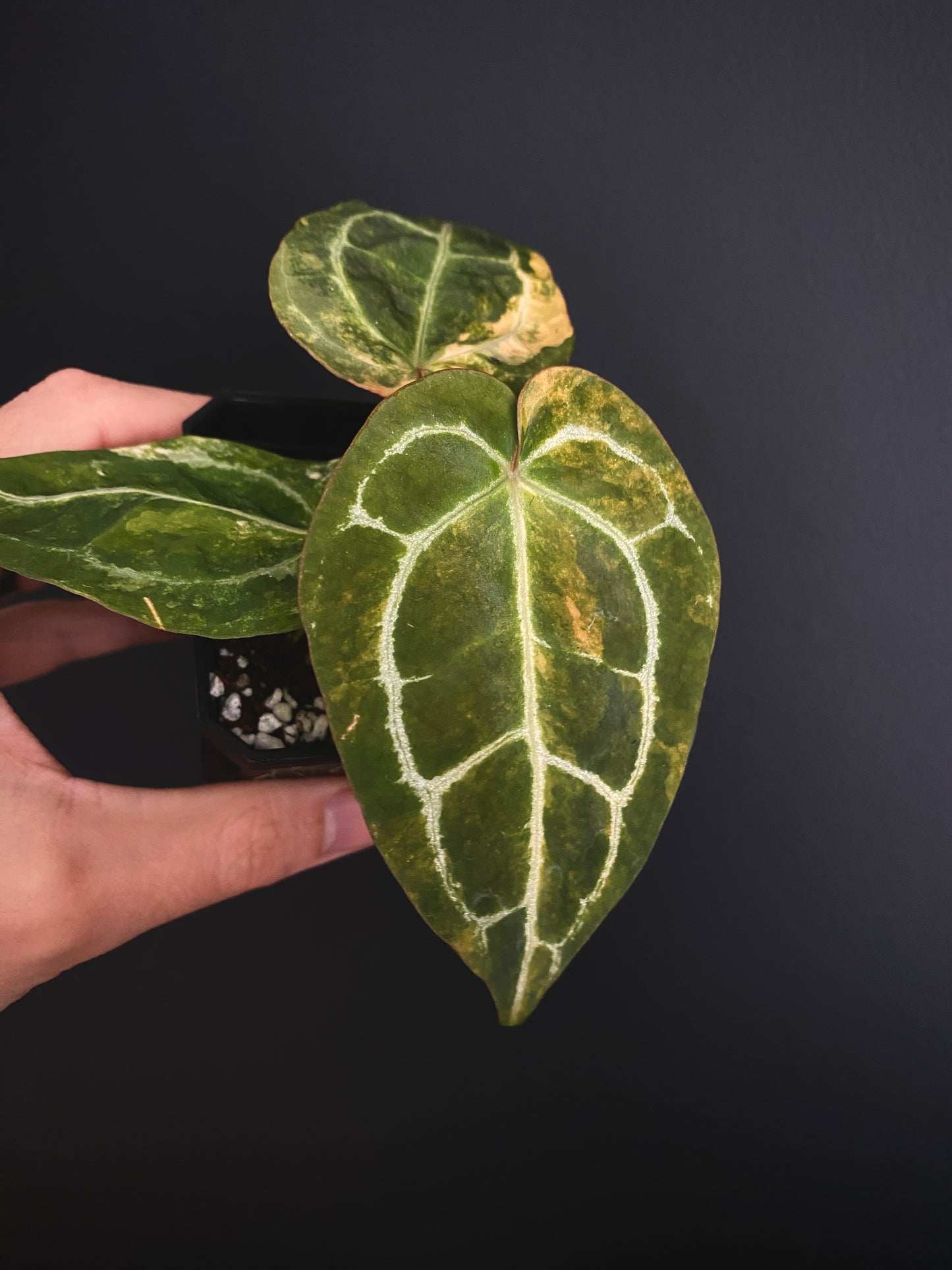 Anthurium PapCrystal var X Tezula Red Crystallinum (Orange variegated) | 7 cm pot