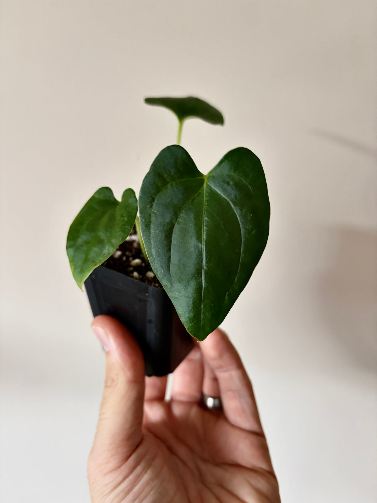 Anthurium Papillilaminum Fort Sherman (x self) | 6 cm pot [B]