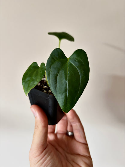 Anthurium Papillilaminum Fort Sherman (x self) | 6 cm pot [B]