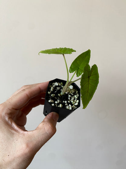 Alocasia Olanii | 5 cm pot [D]