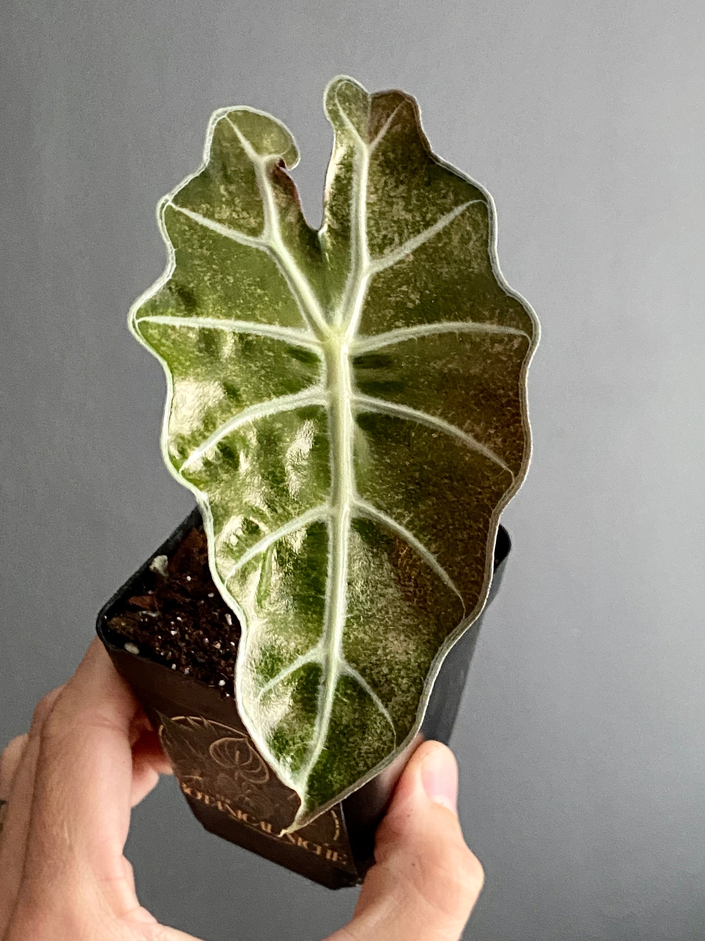 Alocasia Polly Pink Mint variegated | 7 cm pot (B)