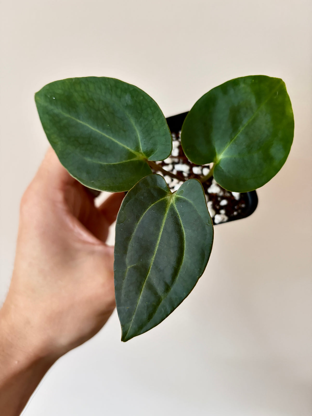 Anthurium (Guna Yala x Carlablackiae) X Carlablackiae RA10 S1 | 6 cm pot [A]