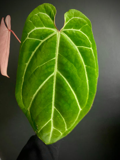 Anthurium Besseae X Magnificum | 9 cm pot