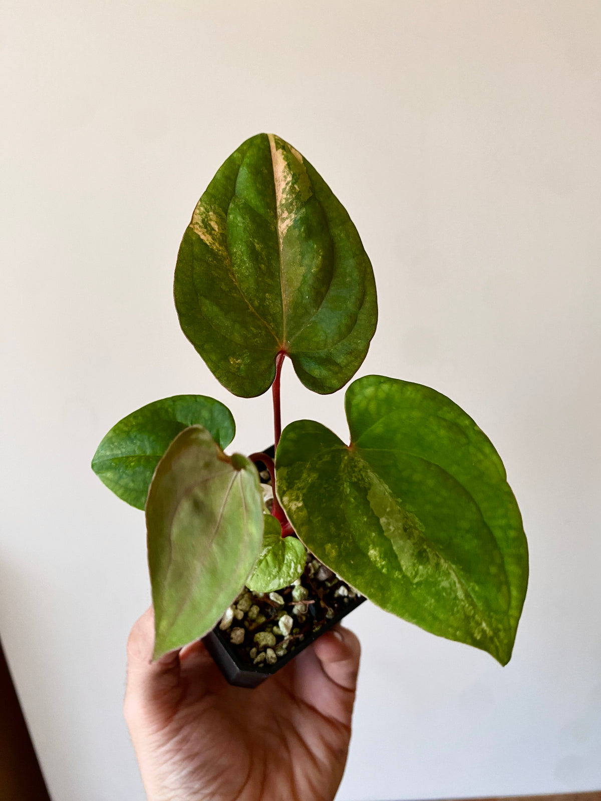 Anthurium Papillilaminum var X Guna Yala (S1) | 7 cm pot