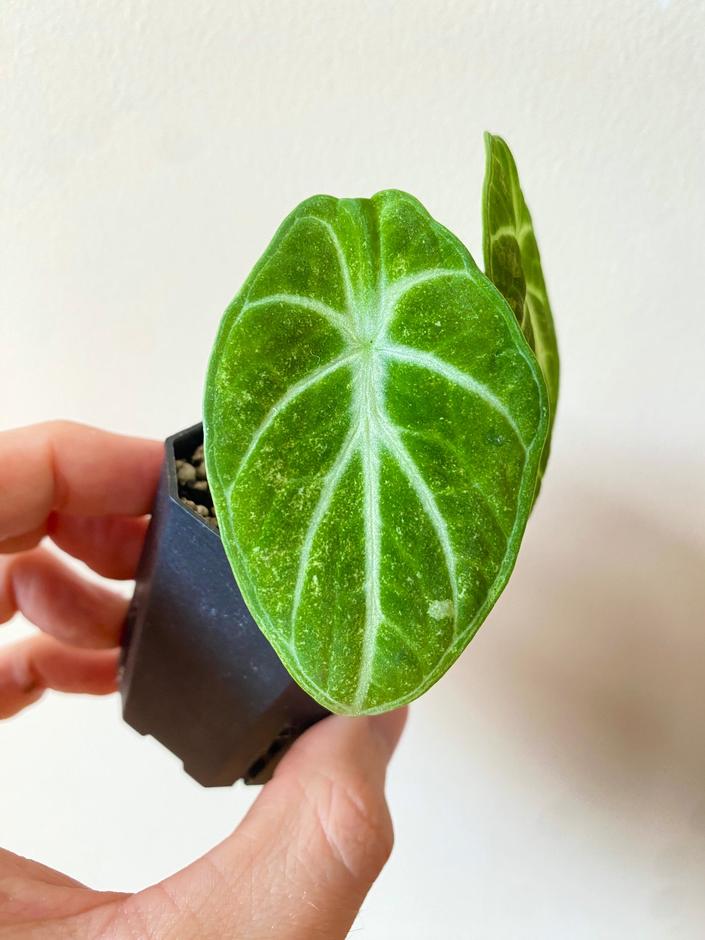 Alocasia Ninja aurea splash | 5 cm pot