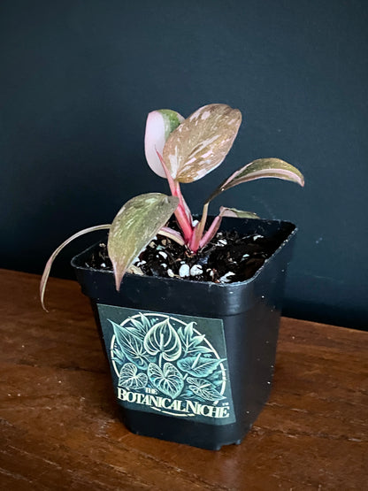 Philodendron Pink Princess | 7 cm pot