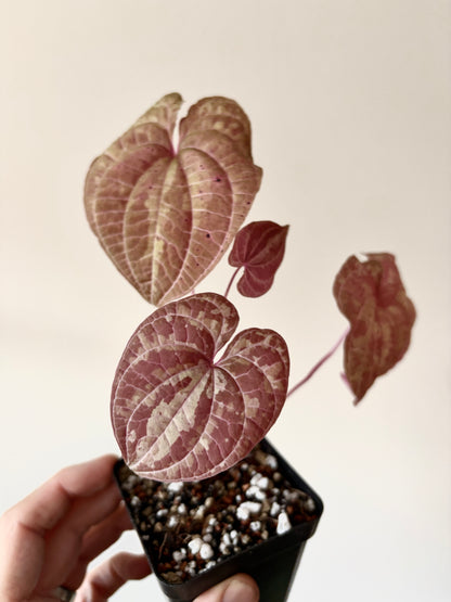 Dioscorea Discolor | 6 cm pot [B]