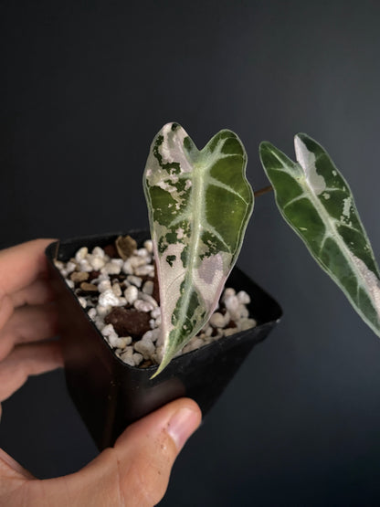 Alocasia Bambino Pink variegata | 7 cm pot
