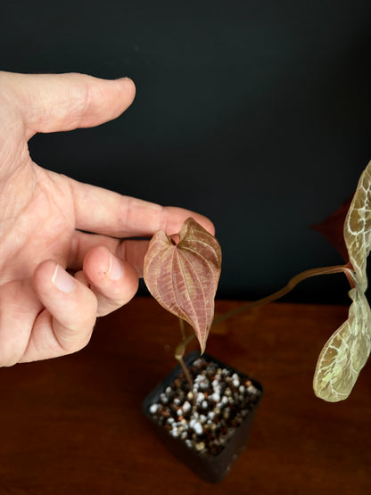 Dioscorea Discolor | 6 cm pot [C]