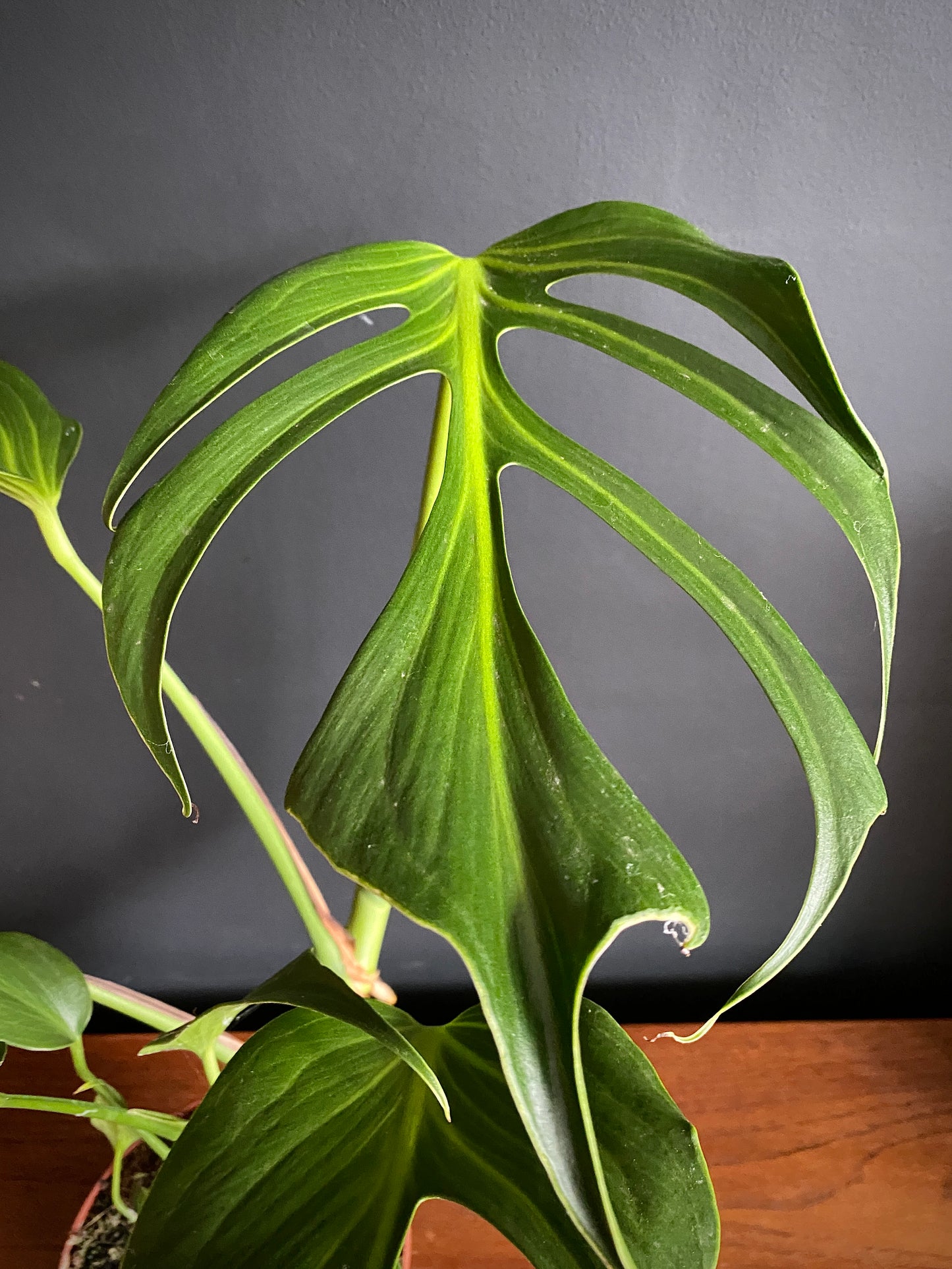 Monstera Burle Marx Flame | 15 cm pot [B]