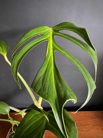 Monstera Burle Marx Flame | 15 cm pot [B]
