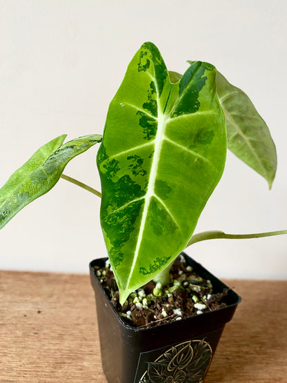 Alocasia Frydek Green-on-Green variegated | 7 cm pot
