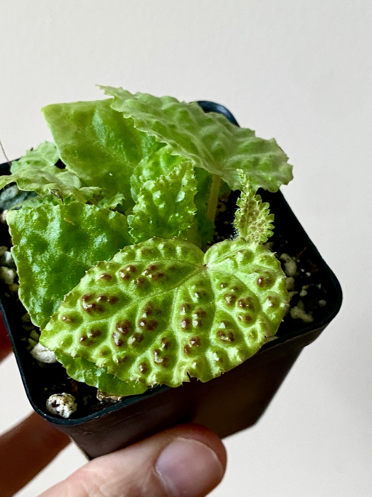 Begonia Dracopelta | 6 cm pot