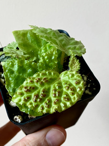 Begonia Dracopelta | 6 cm pot