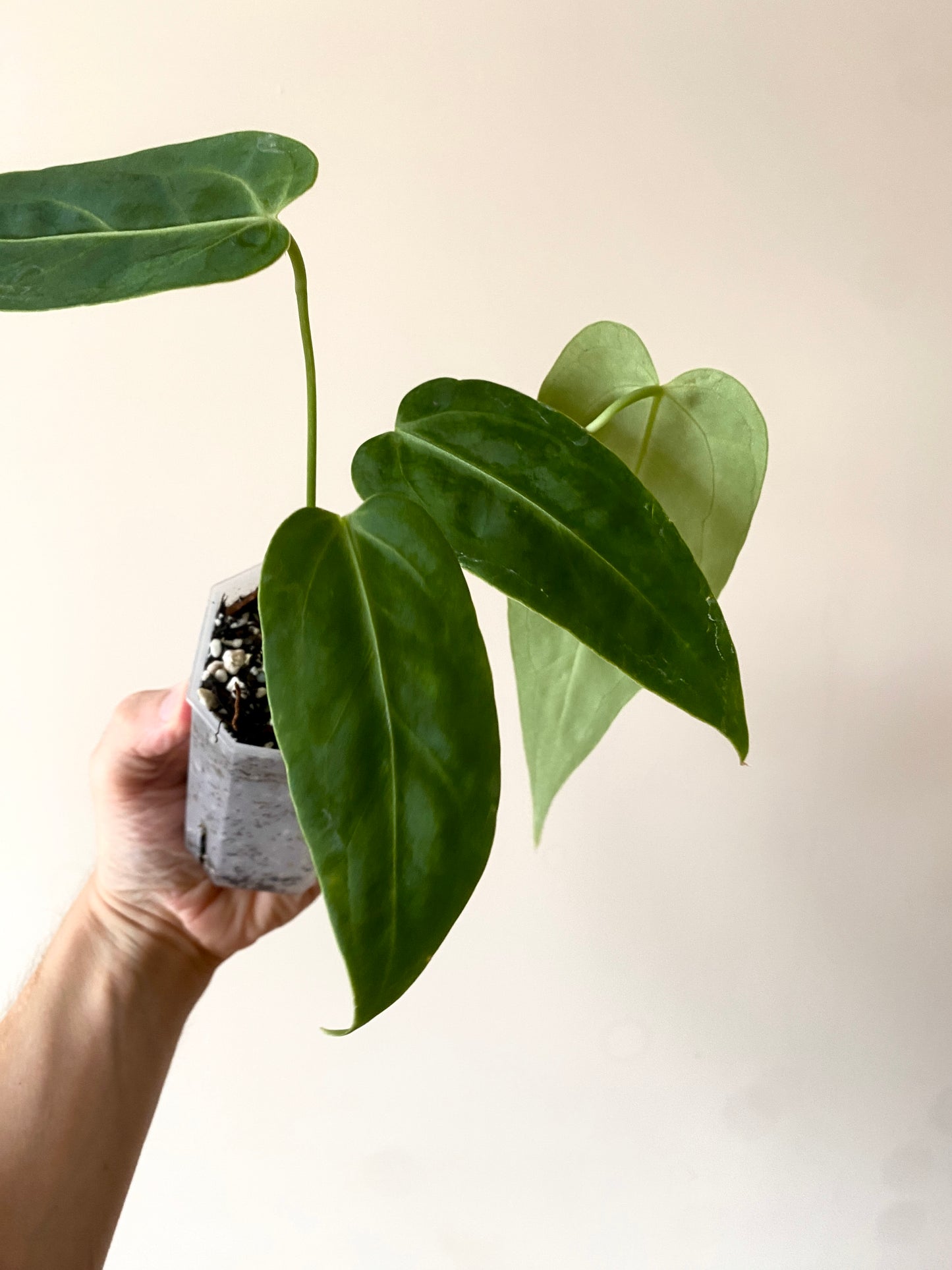 Anthurium Warocqueanum X open | 7 cm pot