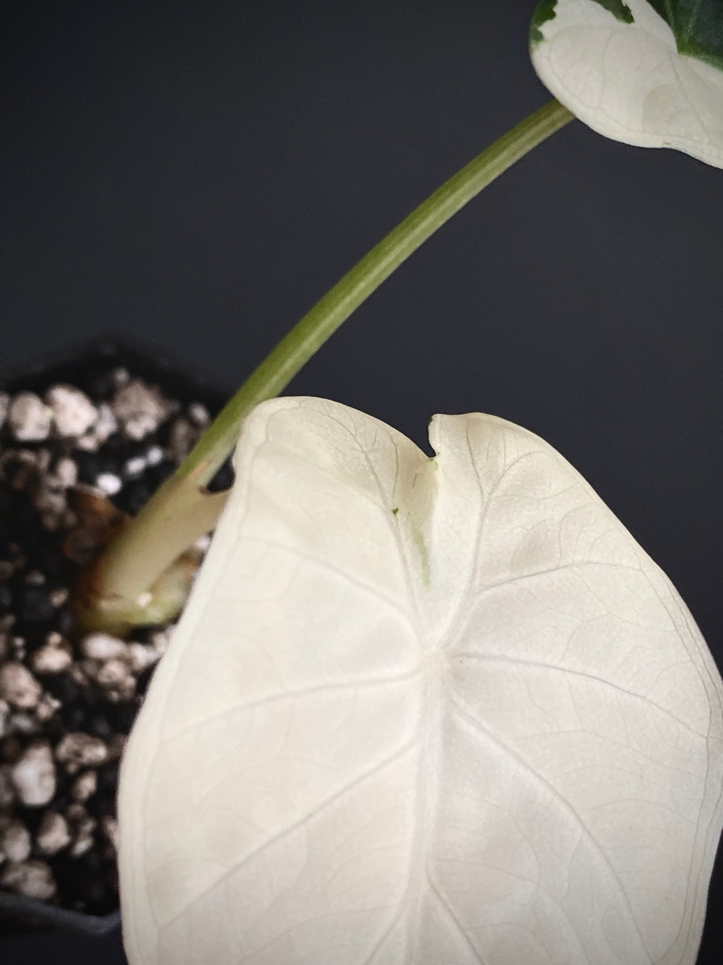 Alocasia Regal Sheilds albo variegated | 5 cm pot [A]