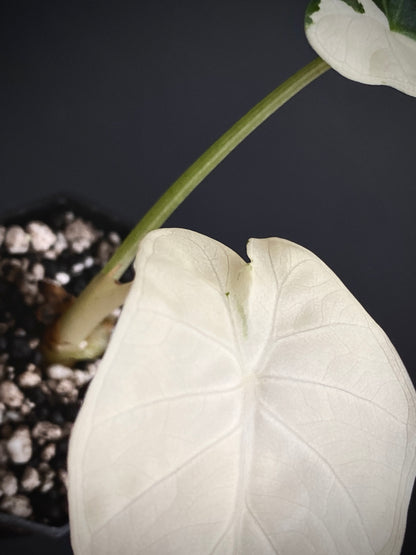 Alocasia Regal Sheilds albo variegated | 5 cm pot [A]