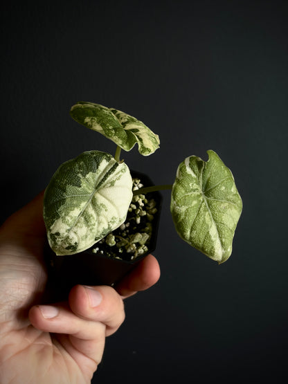 Alocasia Melo Albo variegata | 5 cm pot