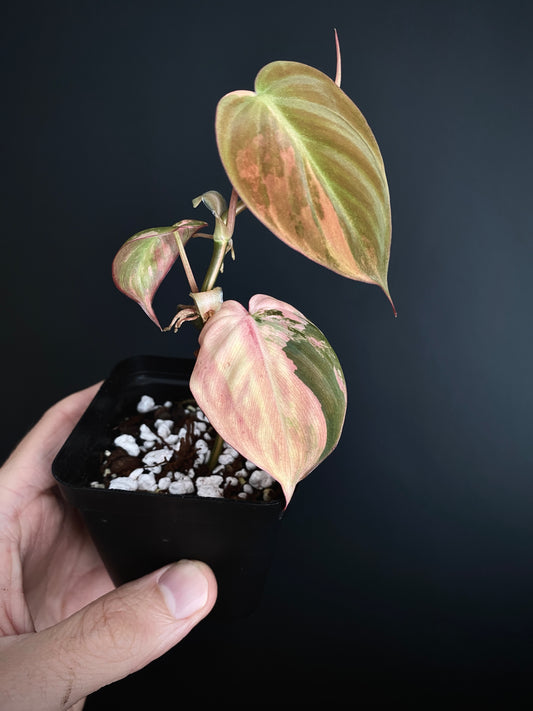 Philodendron Micans variegata | 7 cm pot [B]