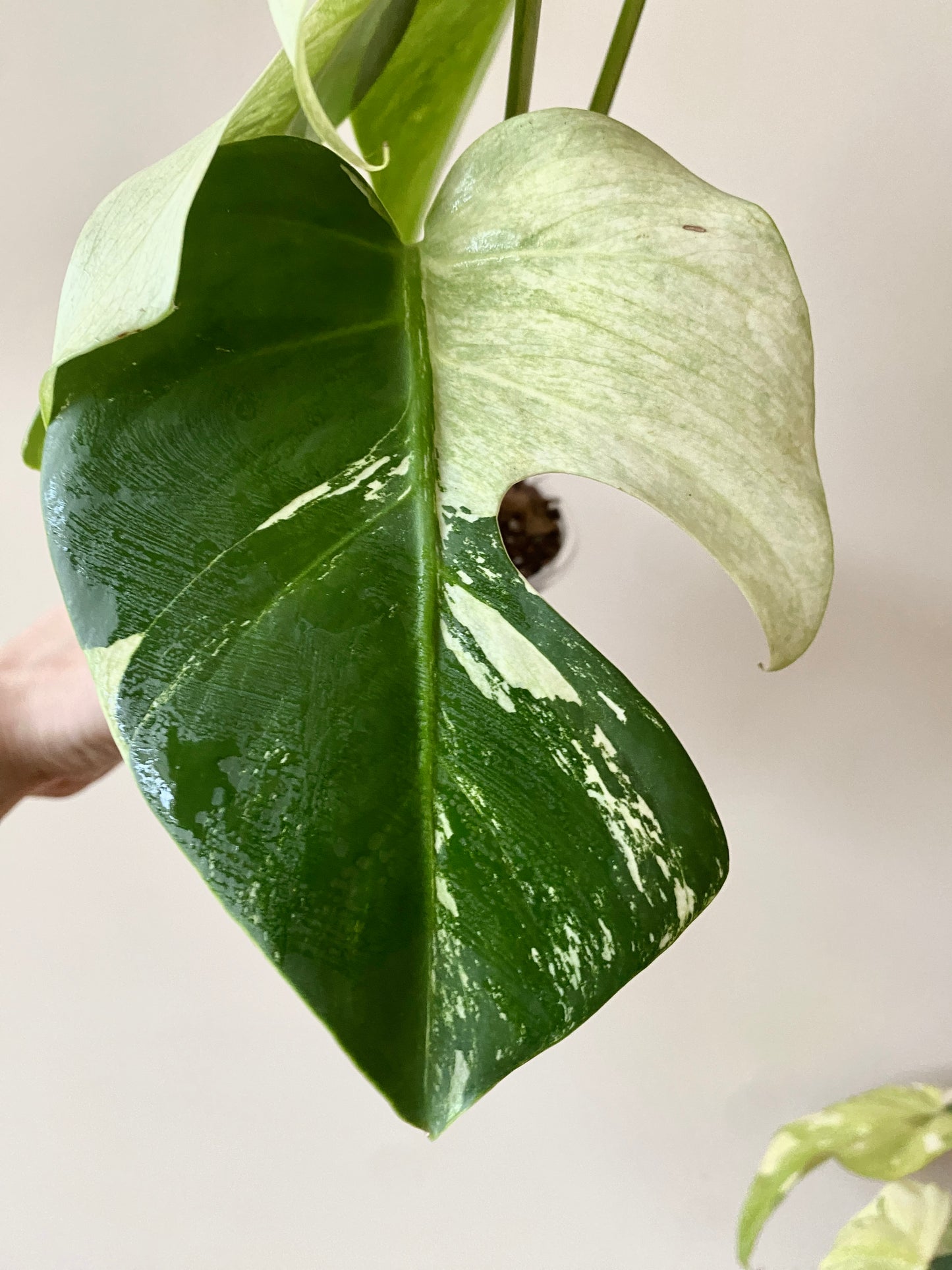 Monstera Jungle Mint/NoID | 12 cm pot