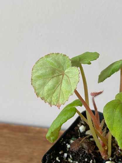 Begonia Pavonina | 6 cm pot [B]