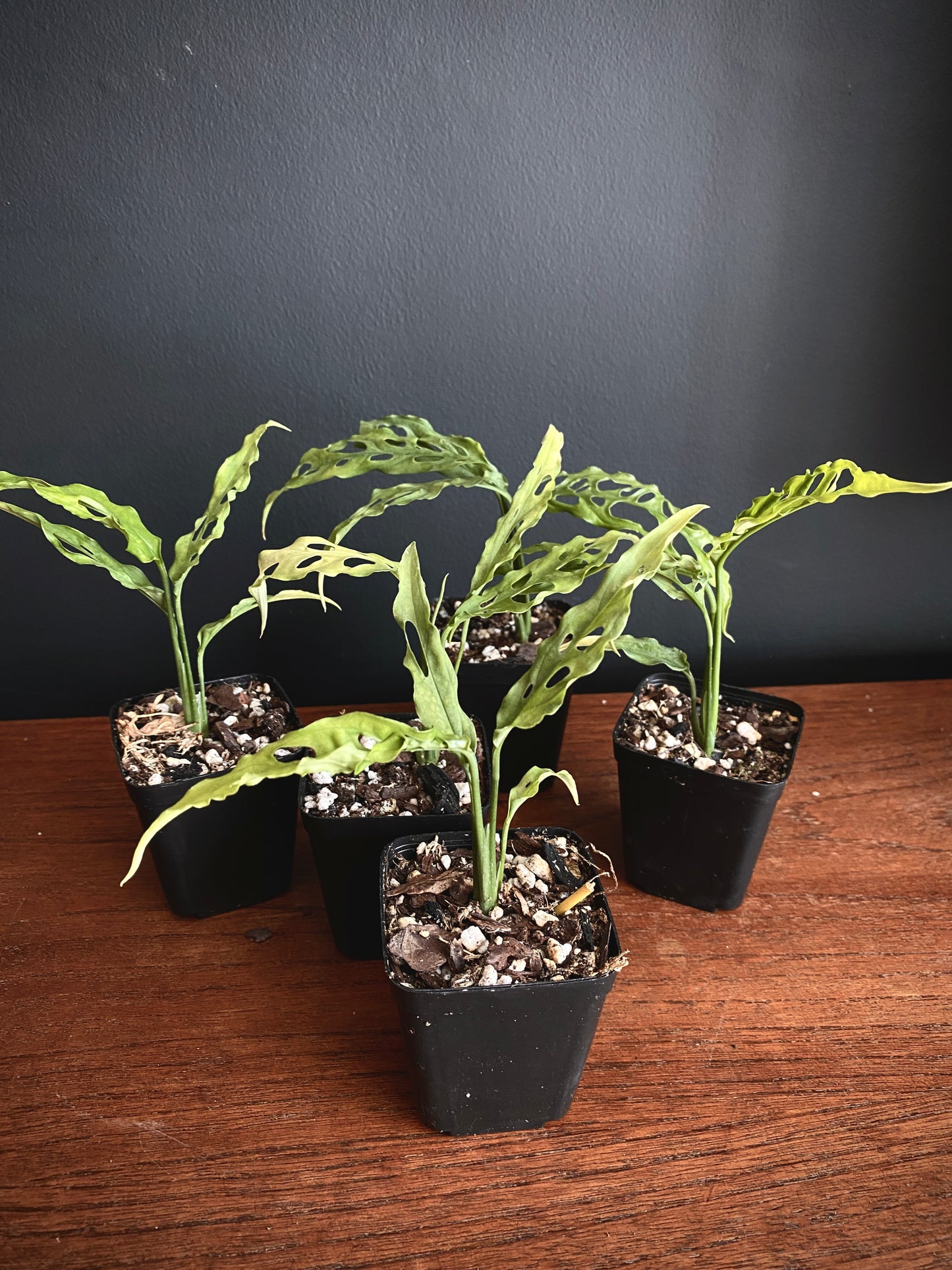 Monstera Obliqua Peru | 6 cm pot