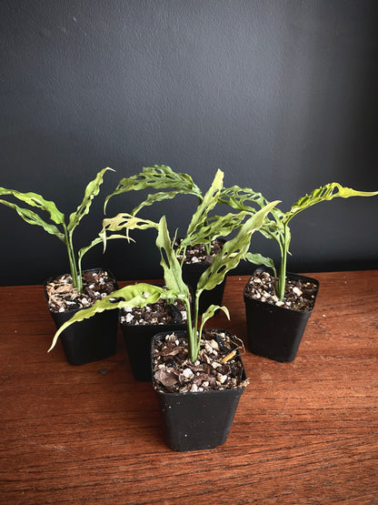 Monstera Obliqua Peru | 6 cm pot