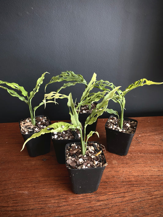 Monstera Obliqua Peru | 6 cm pot