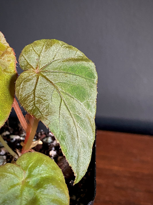 Begonia Pavonina | 6 cm pot [A]
