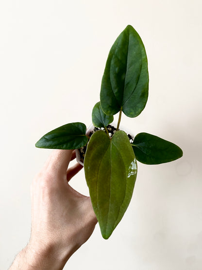Anthurium Portillae 'Dorito' S2 | 7 cm pot [B]