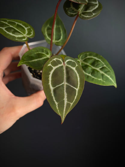 Anthurium Red Crystallinum | 7 cm pot