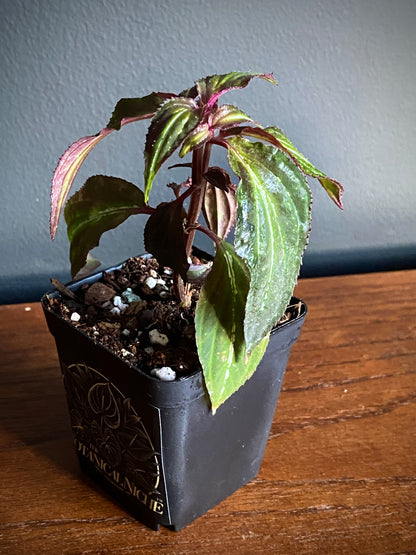 Sonerila sp. Borneoensis  | 6 cm pot [B]