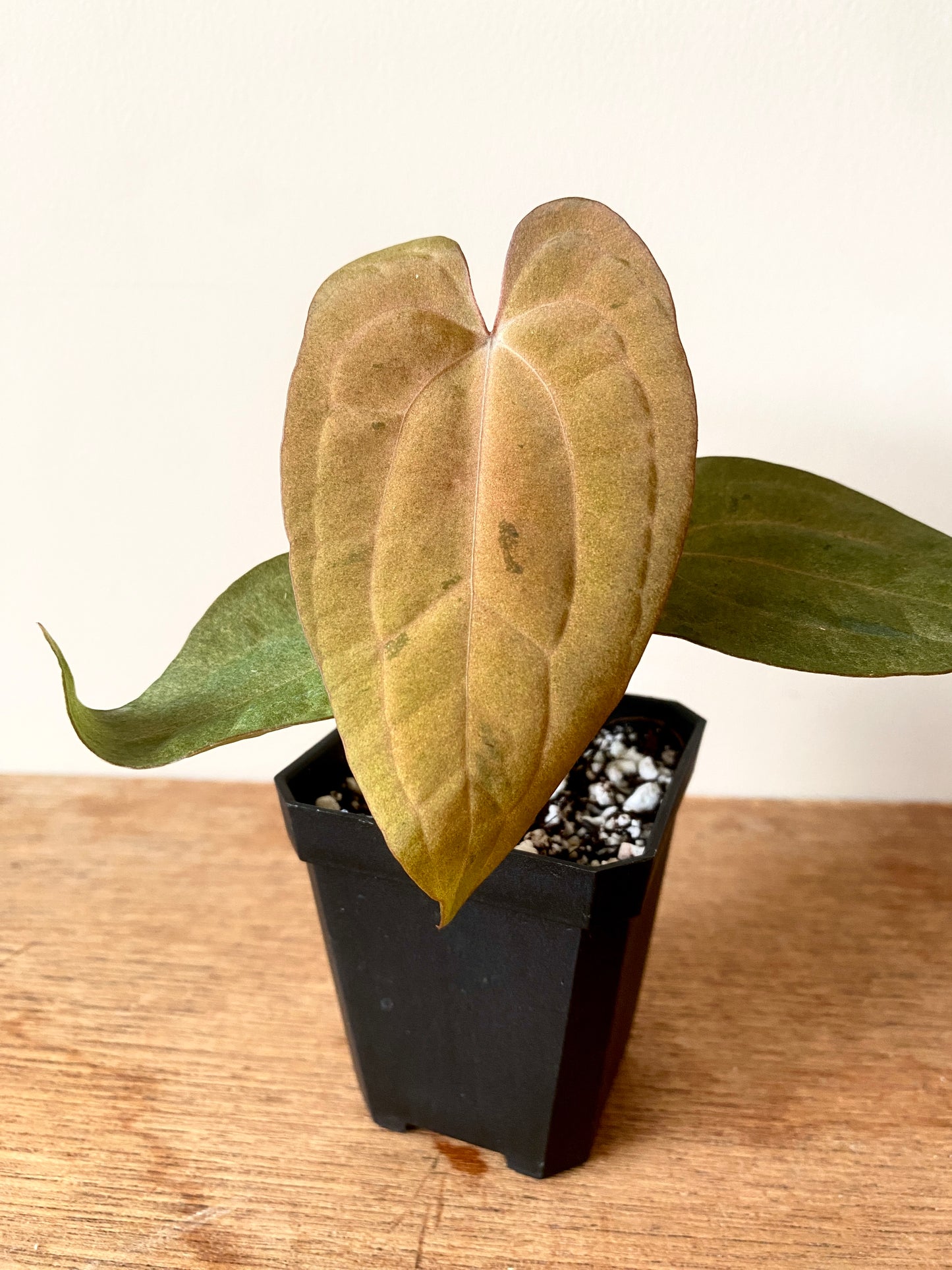 Anthurium RVDP (self) mint variegated | 7 cm pot [super-select]