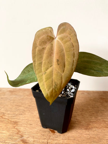 Anthurium RVDP (self) mint variegated | 7 cm pot [super-select]