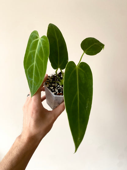 Anthurium Warocqueanum X open | 7 cm pot