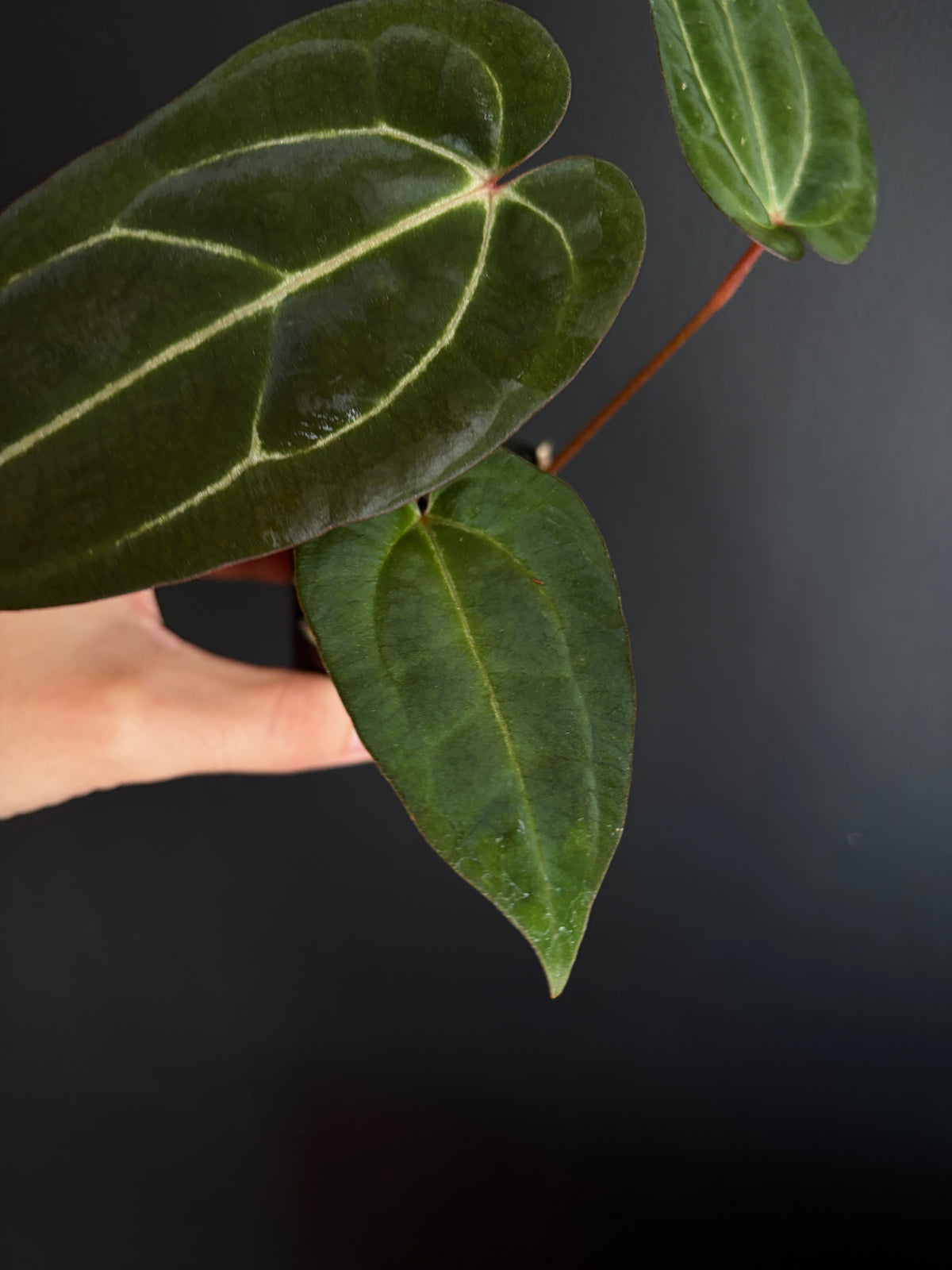 Anthurium Dark Knight X Carlablackiae | 7 cm pot