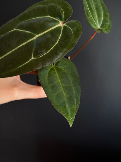 Anthurium Dark Knight X Carlablackiae | 7 cm pot