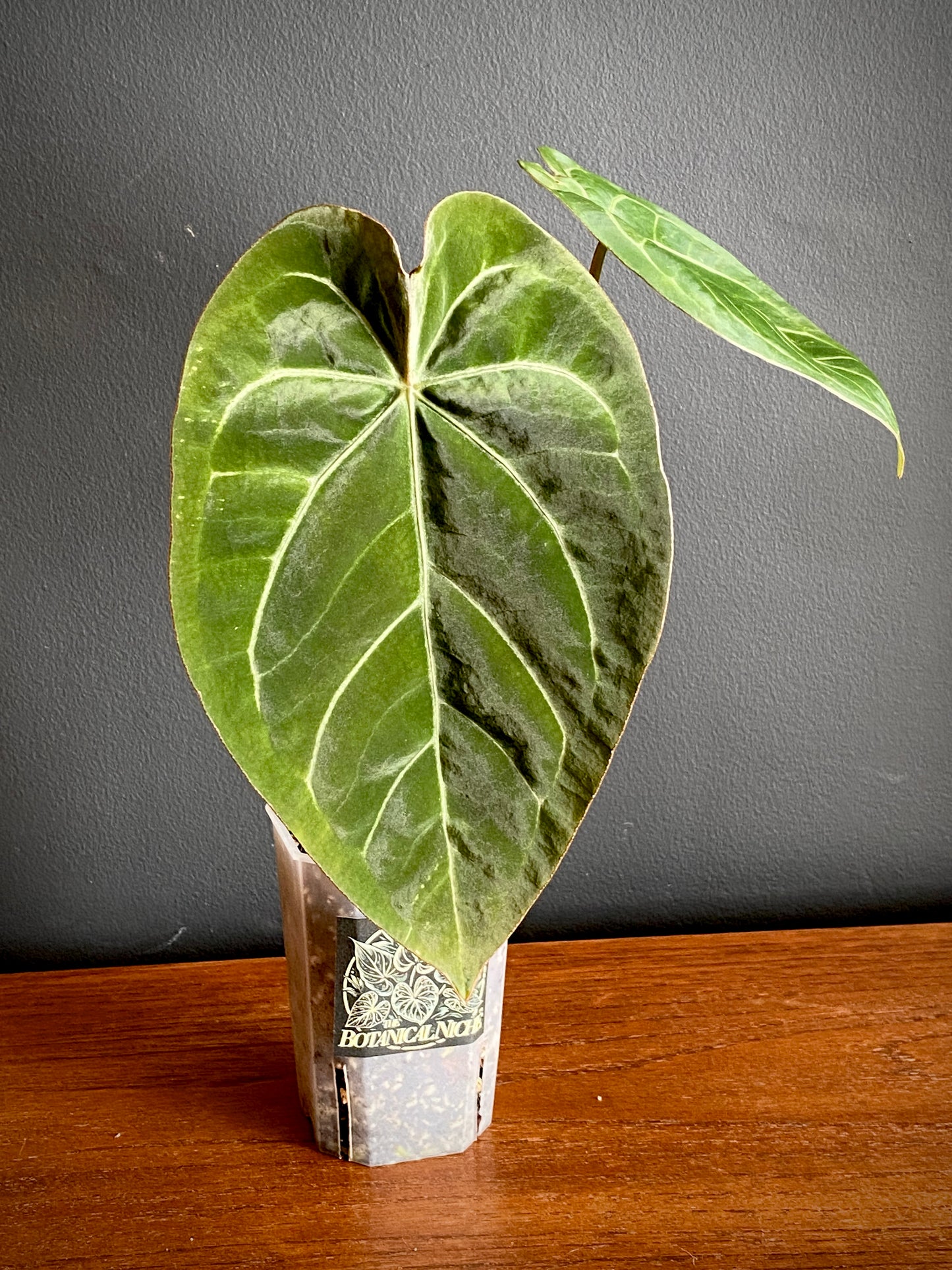 Anthurium Magnificum X Forgetii | 7 cm pot