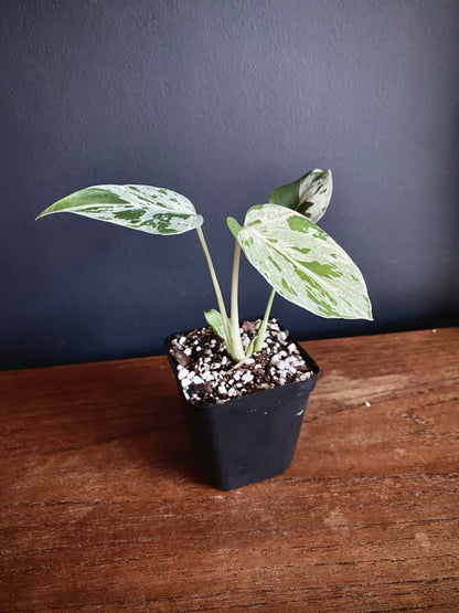 Monstera Bulbasaur | 7 cm pot