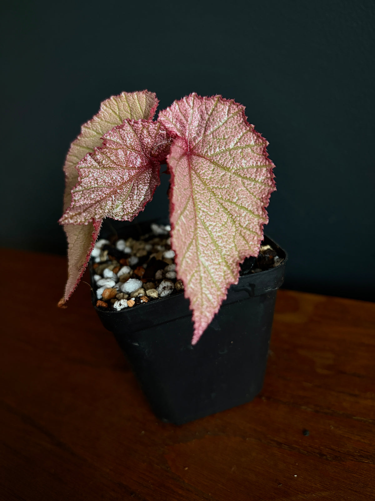 Begonia Sinbad | 6 cm pot [B]