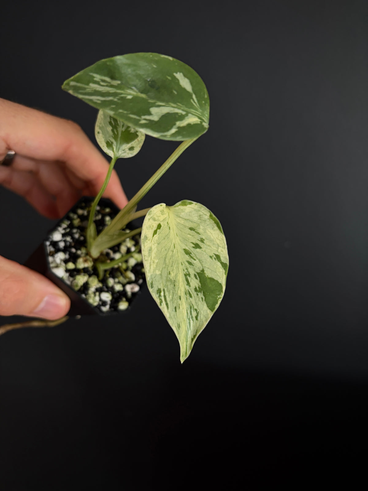Monstera Deliciosa Bulbasaur | 5 cm pot