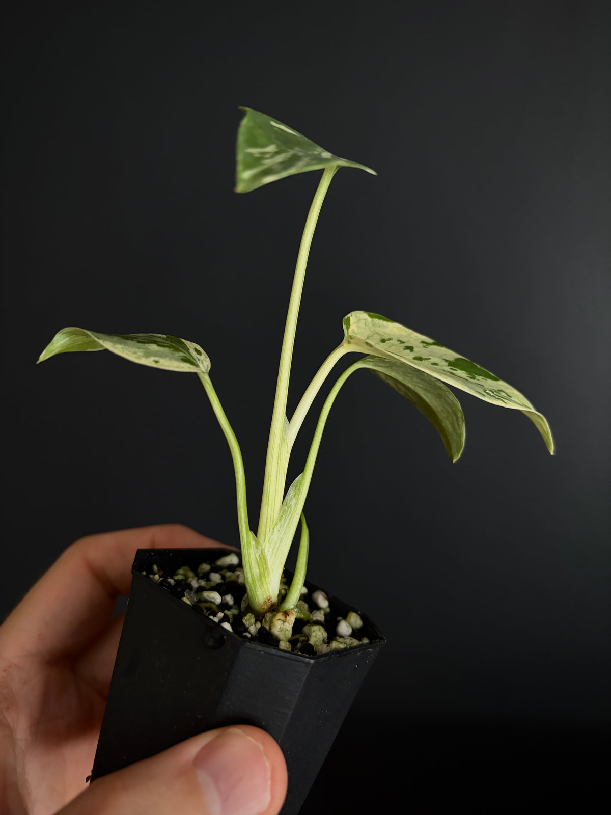 Monstera Deliciosa Bulbasaur | 5 cm pot