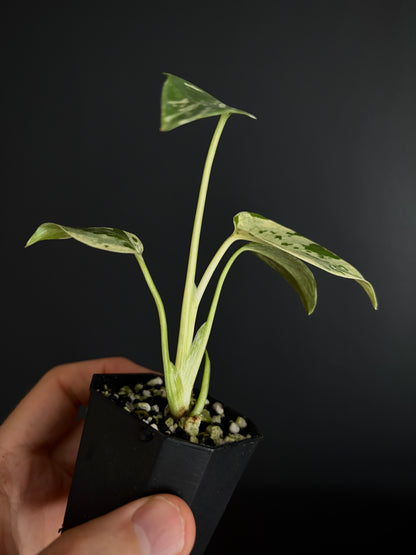 Monstera Deliciosa Bulbasaur | 5 cm pot