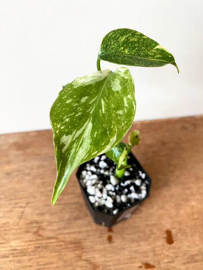 Monstera Deliciosa Electrolyte | 5 cm pot [A]